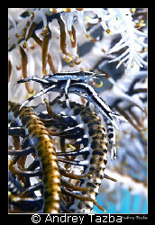 Crinoid squat lobster by Andrey Tazba 
